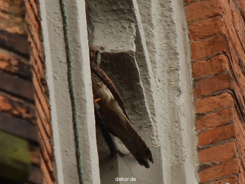 falkenhorst-trinitaskirche-2012-06-12-1-018