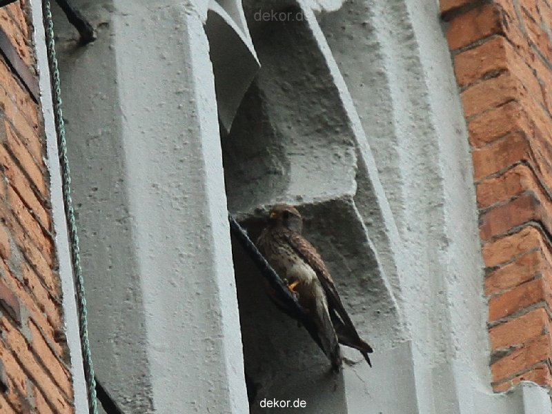 falkenhorst-trinitaskirche-2012-06-12-1-029