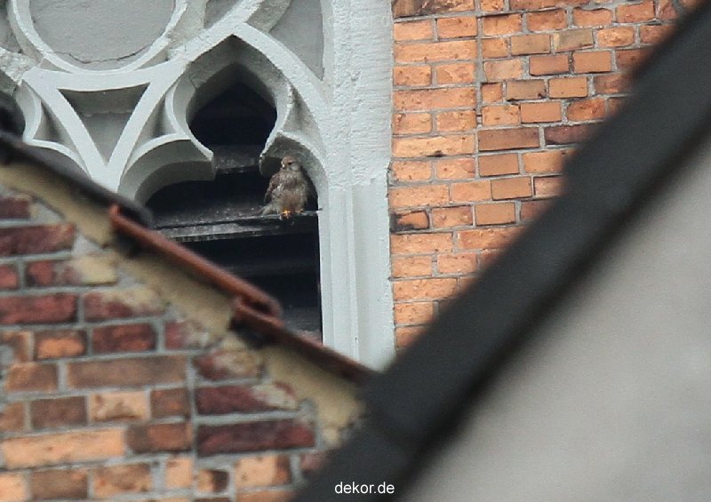 falkenhorst-trinitaskirche-2012-06-12-1-036