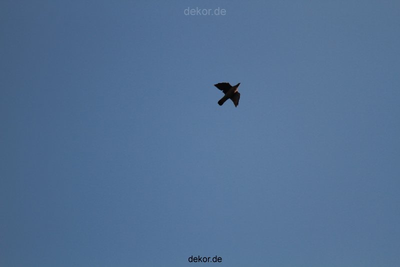 falkenhorst-wuppertal1-2012.03.16-grosser-falke-001