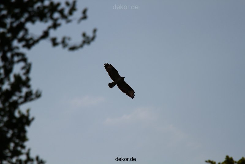 falkenhorst-wuppertal1-2012.05.22-fliegen-oder-nicht-001