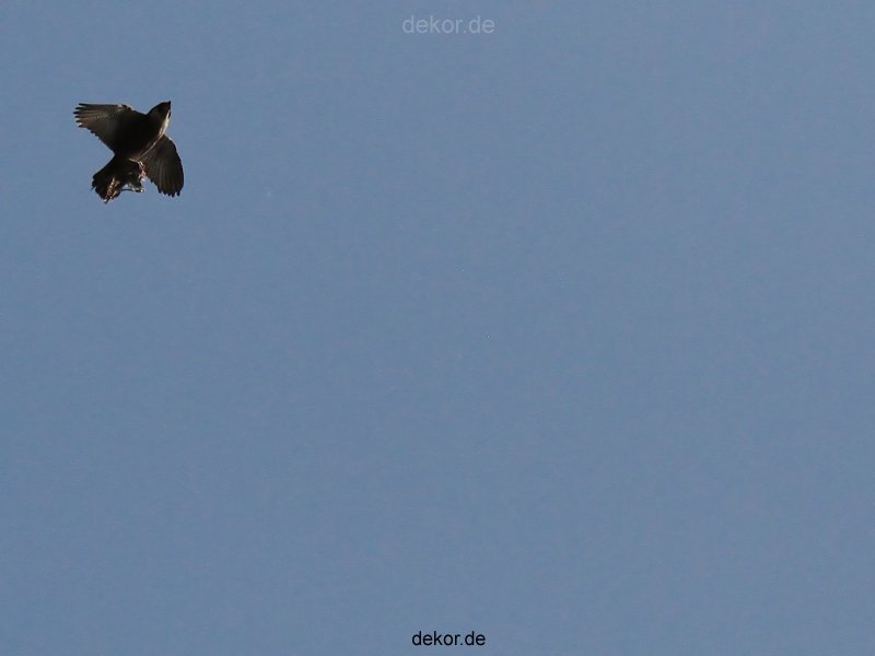 falkenhorst-wuppertal1-2012.05.22-fliegen-oder-nicht-011