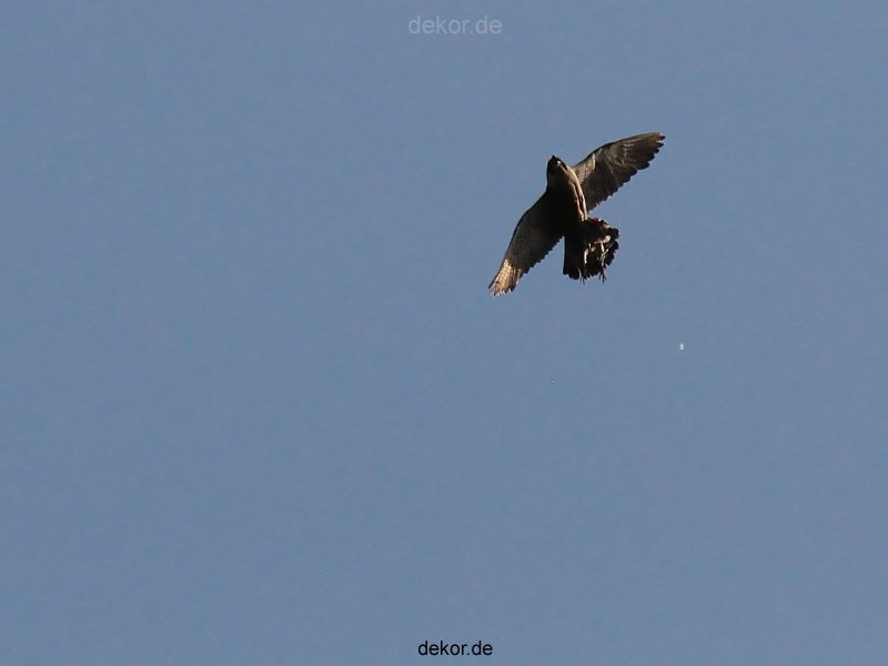falkenhorst-wuppertal1-2012.05.22-fliegen-oder-nicht-012