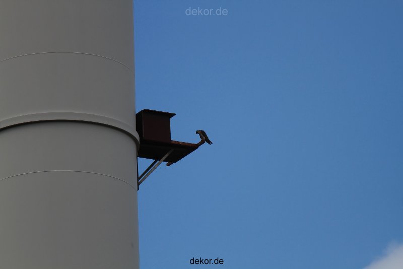falkenhorst-wuppertal2-barmnen-2012.06.08-am-horst-001