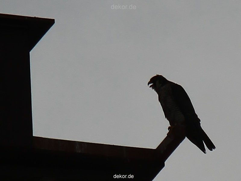 falkenhorst-wuppertal2-barmnen-2012.06.08-am-horst-005