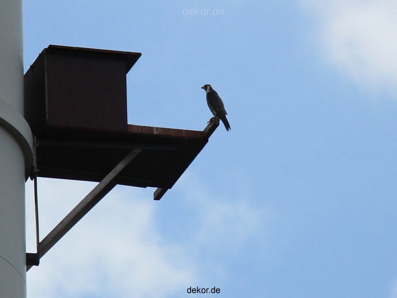 falkenhorst-wuppertal2-barmnen-2012.06.08-am-horst-012