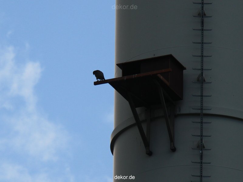 falkenhorst-wuppertal2-barmnen-2012.06.08-am-horst-020