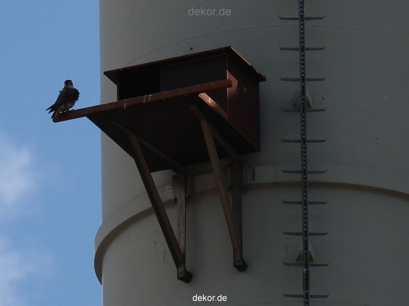 falkenhorst-wuppertal2-barmnen-2012.06.08-am-horst-023
