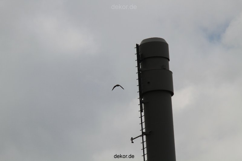 falkenhorst-wuppertal2-barmnen-2012.06.08-anflug1-002
