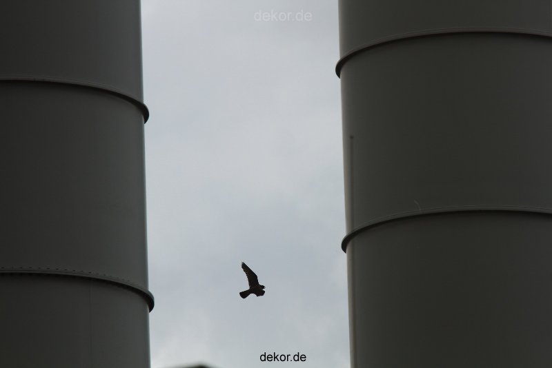 falkenhorst-wuppertal2-barmnen-2012.06.08-anflug2-001