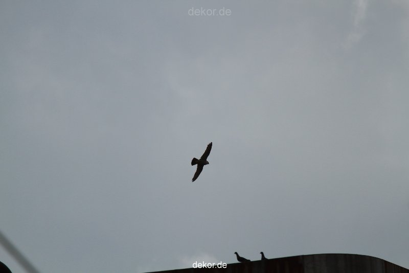 falkenhorst-wuppertal2-barmnen-2012.06.08-anflug2-002