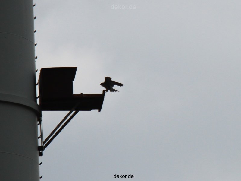 falkenhorst-wuppertal2-barmnen-2012.06.08-anflug2-005