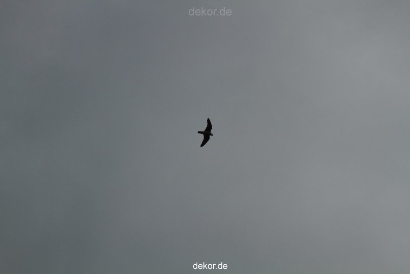 falkenhorst-wuppertal2-barmnen-2012.06.08-anflug3-001