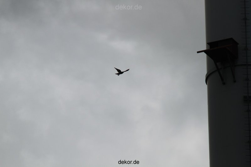 falkenhorst-wuppertal2-barmnen-2012.06.08-anflug3-003