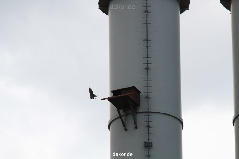falkenhorst-wuppertal2-barmnen-2012.06.08-anflug3-004