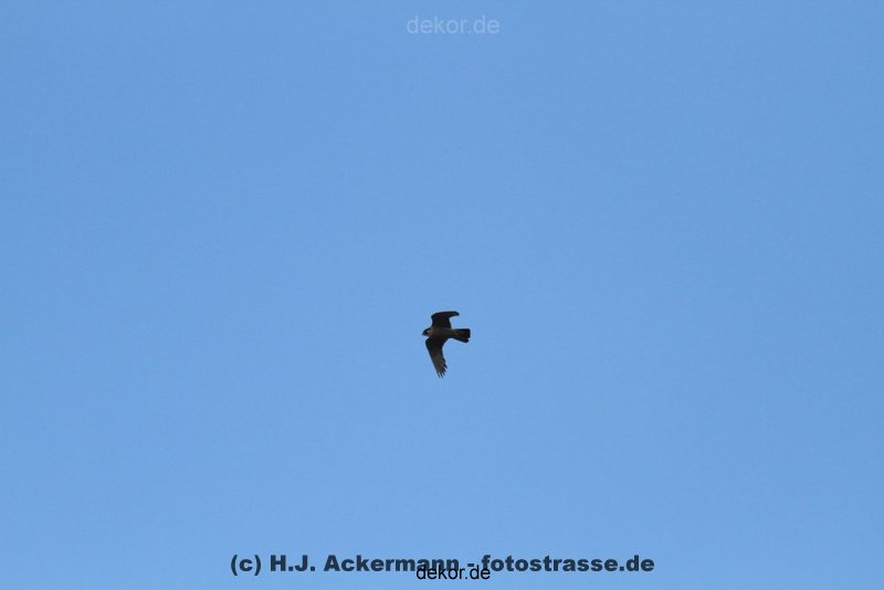 falkenhorst-wuppertal2-barmnen-2012.06.08-ueberflug1-001
