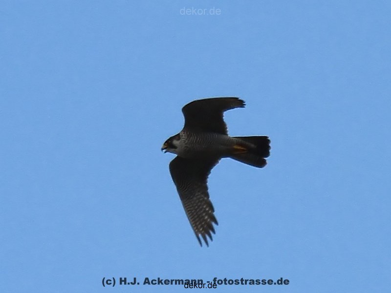 falkenhorst-wuppertal2-barmnen-2012.06.08-ueberflug1-002