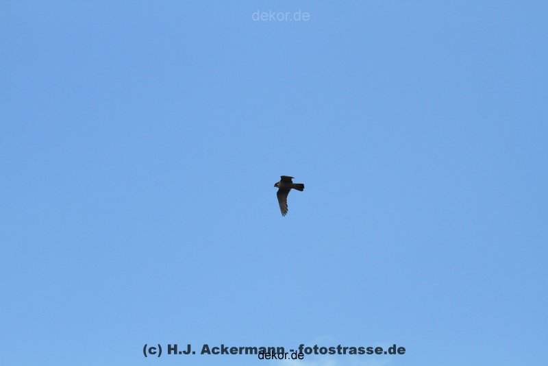 falkenhorst-wuppertal2-barmnen-2012.06.08-ueberflug1-003