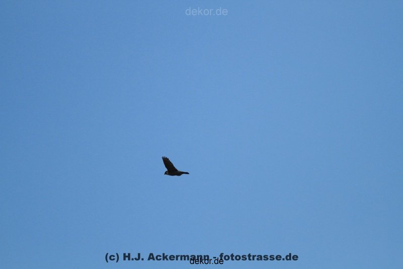 falkenhorst-wuppertal2-barmnen-2012.06.08-ueberflug1-006