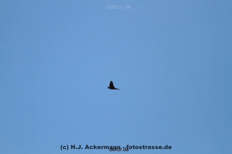 falkenhorst-wuppertal2-barmnen-2012.06.08-ueberflug1-007
