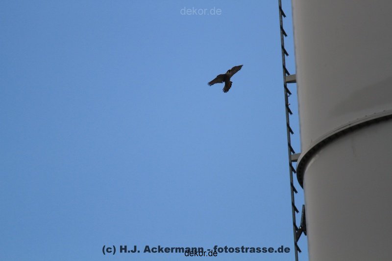falkenhorst-wuppertal2-barmnen-2012.06.08-ueberflug1-015