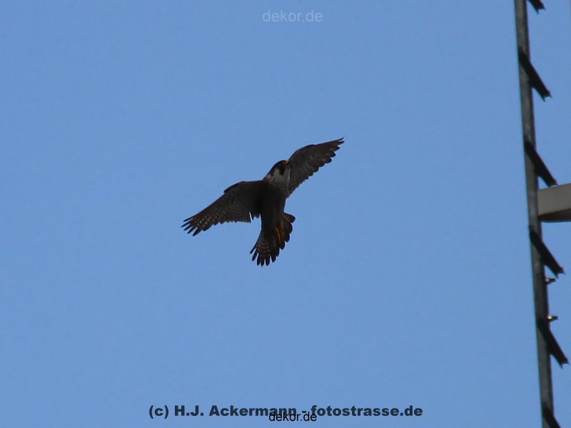 falkenhorst-wuppertal2-barmnen-2012.06.08-ueberflug1-016