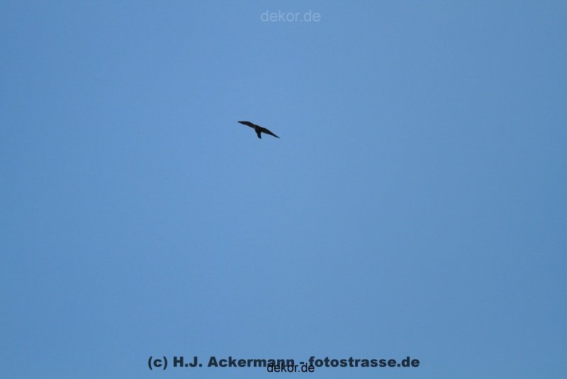 falkenhorst-wuppertal2-barmnen-2012.06.08-ueberflug2-004