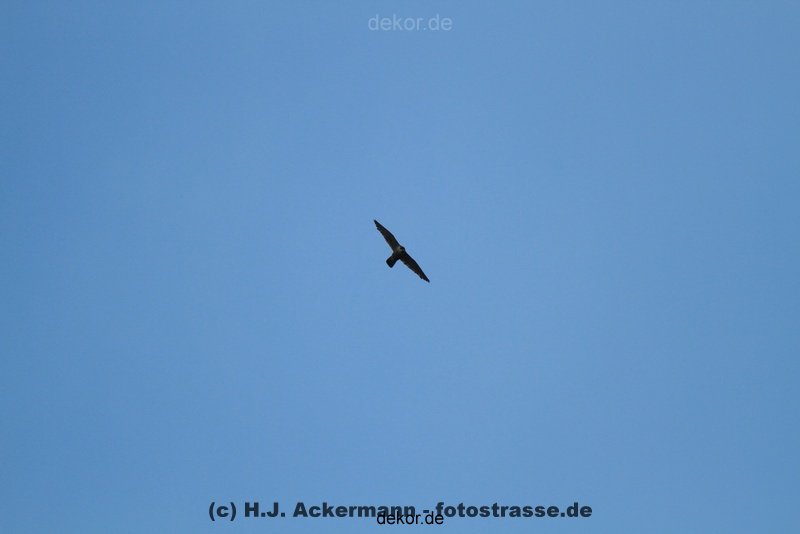falkenhorst-wuppertal2-barmnen-2012.06.08-ueberflug2-005