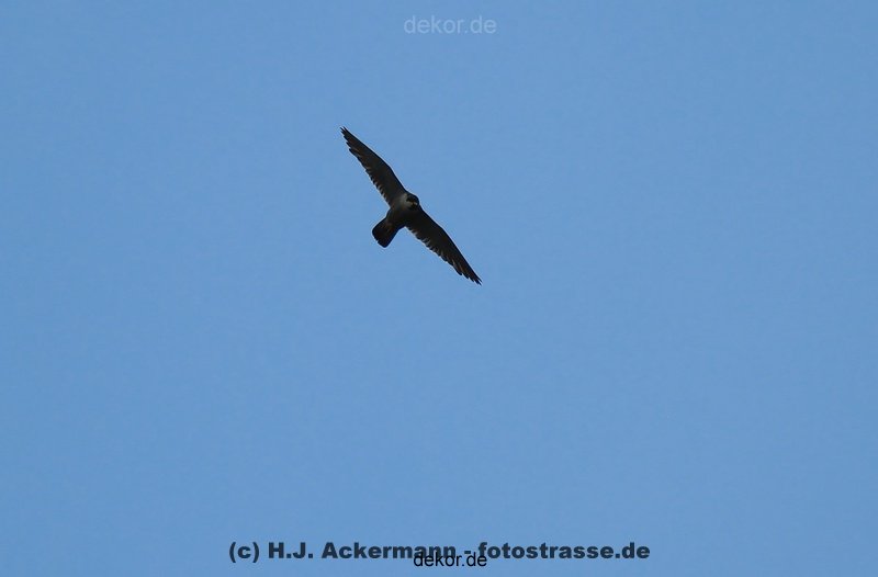 falkenhorst-wuppertal2-barmnen-2012.06.08-ueberflug2-006
