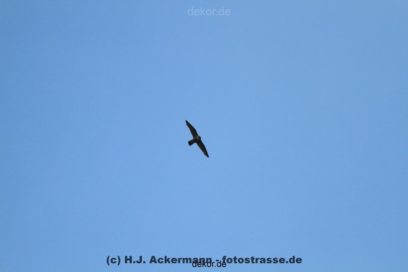 falkenhorst-wuppertal2-barmnen-2012.06.08-ueberflug2-007