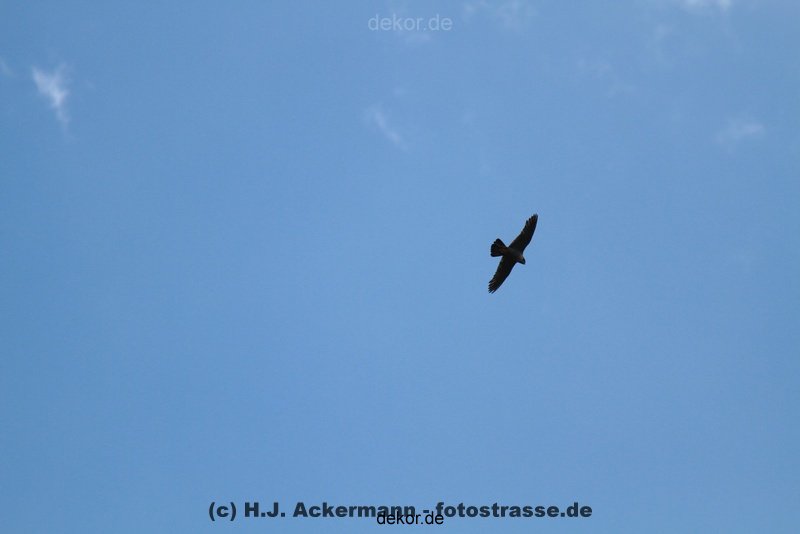 falkenhorst-wuppertal2-barmnen-2012.06.08-ueberflug2-011