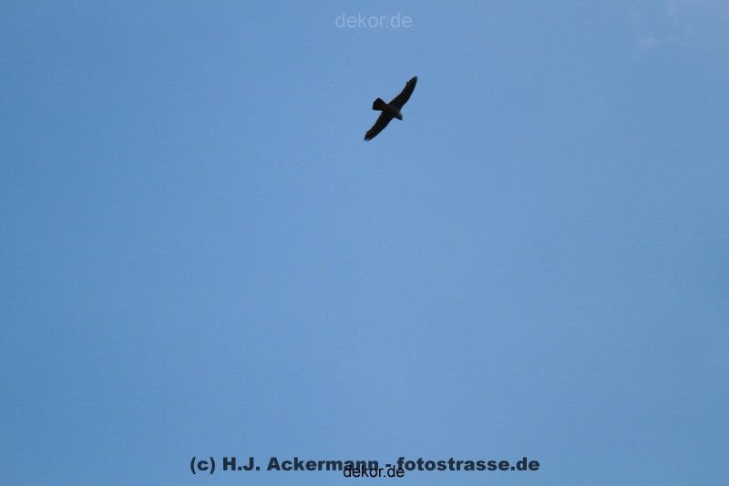 falkenhorst-wuppertal2-barmnen-2012.06.08-ueberflug2-012