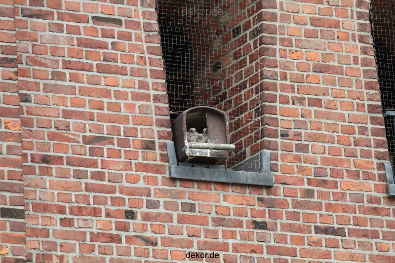falkenhorst-wuppertal3-st-antonius-2012.06.12-4-junge-falken-018
