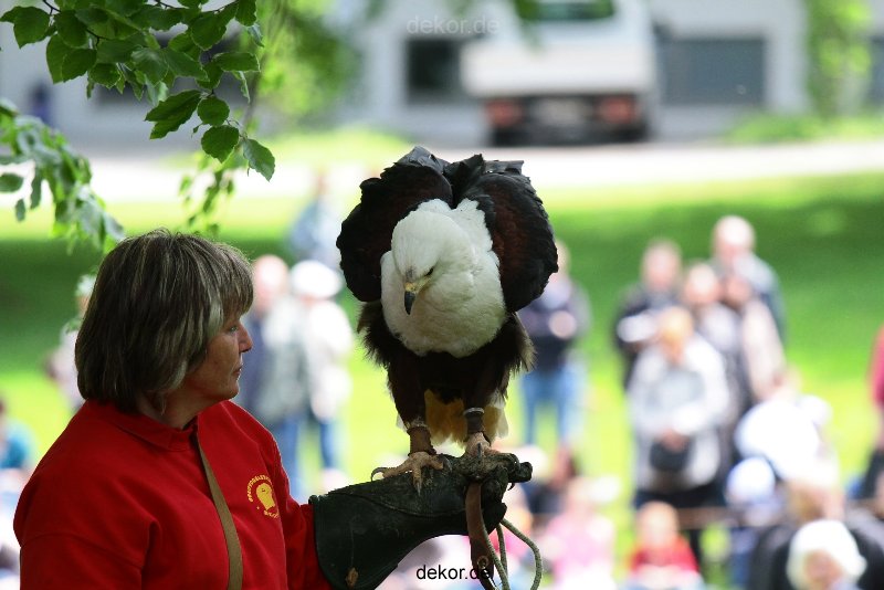 grugapark-greifvogelschau-2012-04-010