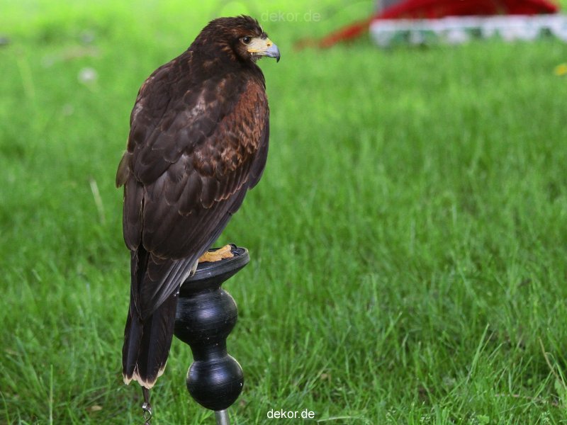 grugapark-greifvogelschau-2012-04-014