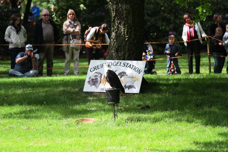 grugapark-greifvogelschau-2012-04-017