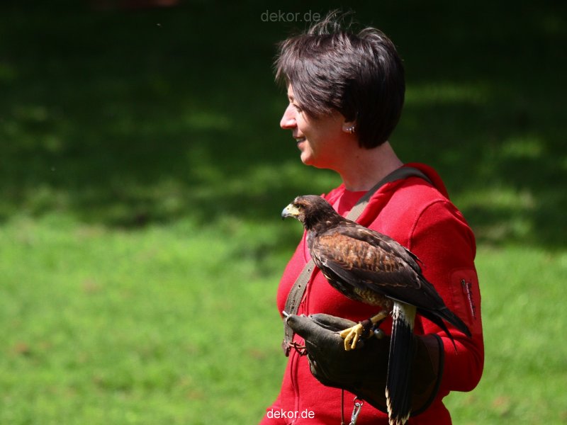 grugapark-greifvogelschau-2012-04-030