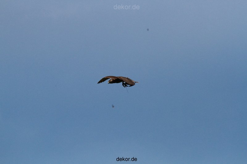 grugapark-greifvogelschau-2012-04-036
