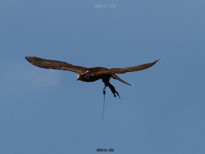 grugapark-greifvogelschau-2012-04-037