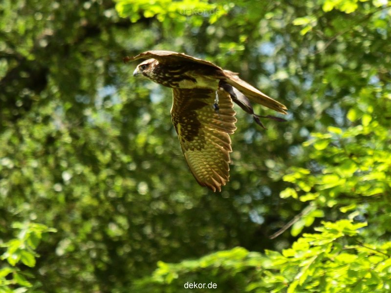 grugapark-greifvogelschau-2012-04-038