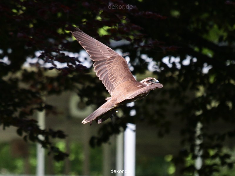 grugapark-greifvogelschau-2012-04-040