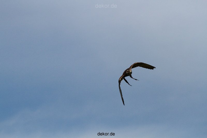 grugapark-greifvogelschau-2012-04-041