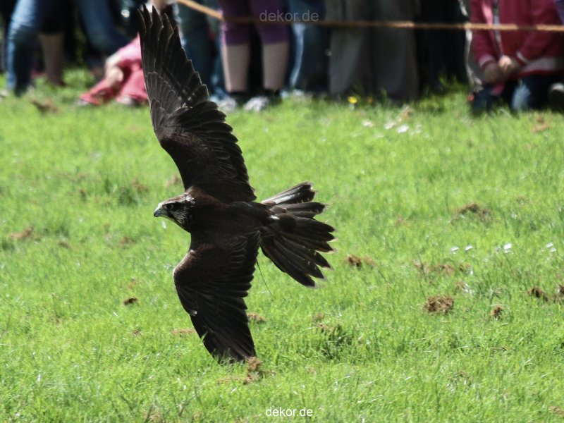 grugapark-greifvogelschau-2012-04-045