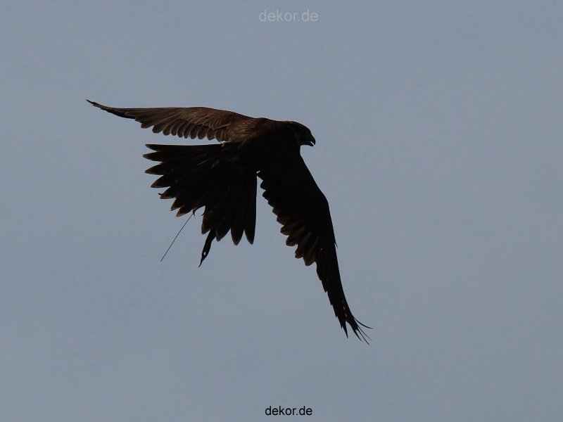 grugapark-greifvogelschau-2012-04-047