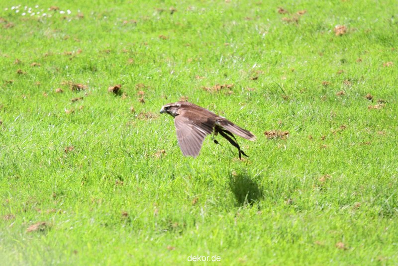 grugapark-greifvogelschau-2012-04-049
