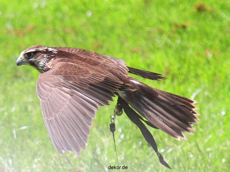 grugapark-greifvogelschau-2012-04-050