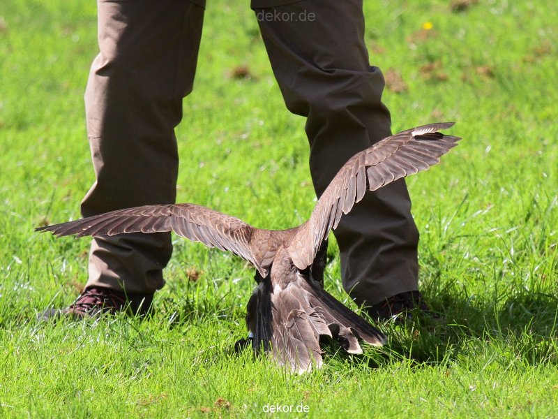 grugapark-greifvogelschau-2012-04-053