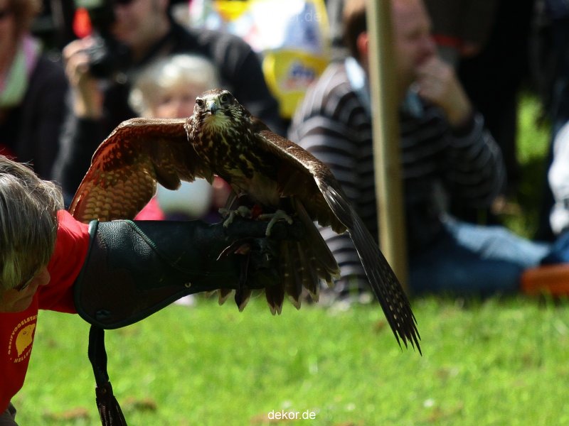 grugapark-greifvogelschau-2012-04-054