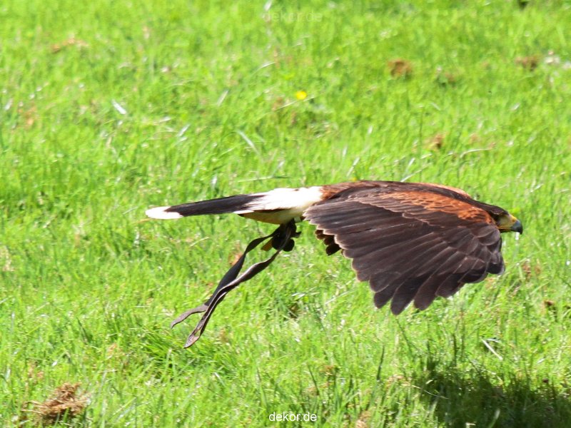 grugapark-greifvogelschau-2012-04-058