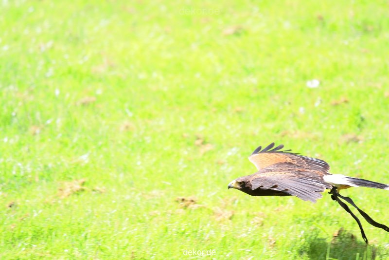 grugapark-greifvogelschau-2012-04-060